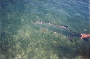 Andy's Tarpon Released